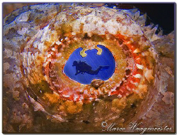 "The Eye" of a False Stonefish (Canon G9, D2000w, UCL165) by Marco Waagmeester 